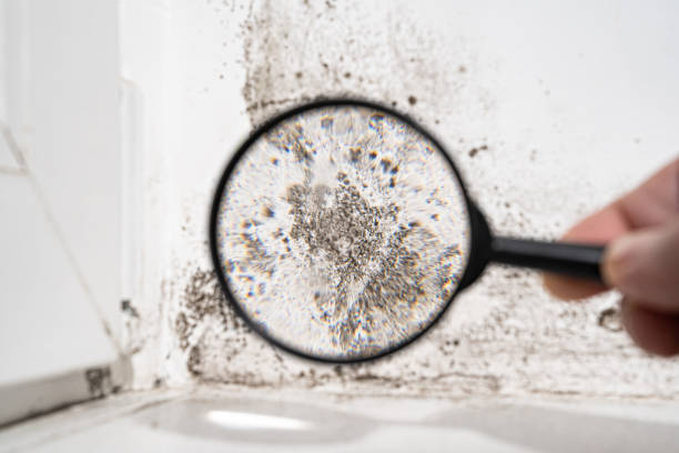 Why You Should Choose Our Mold Remediation Services in Thomaston, GA